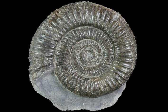 Dactylioceras Ammonite Fossil - England #84912